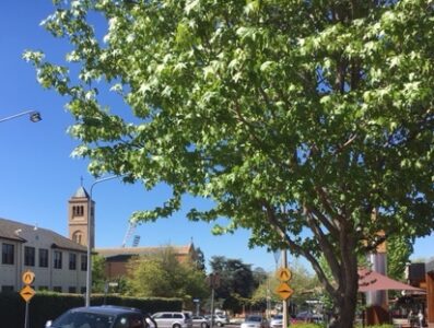 Canopy Cover in Decline