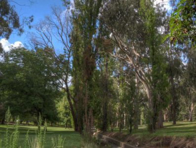 Trees decline must be reversed