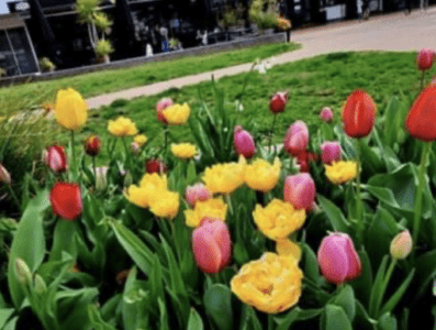 Kingston Floriade Community event Sunday 8 October
